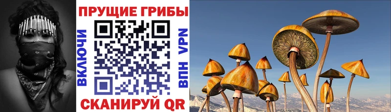 купить   KRAKEN рабочий сайт  Псилоцибиновые грибы Magic Shrooms  Элиста 
